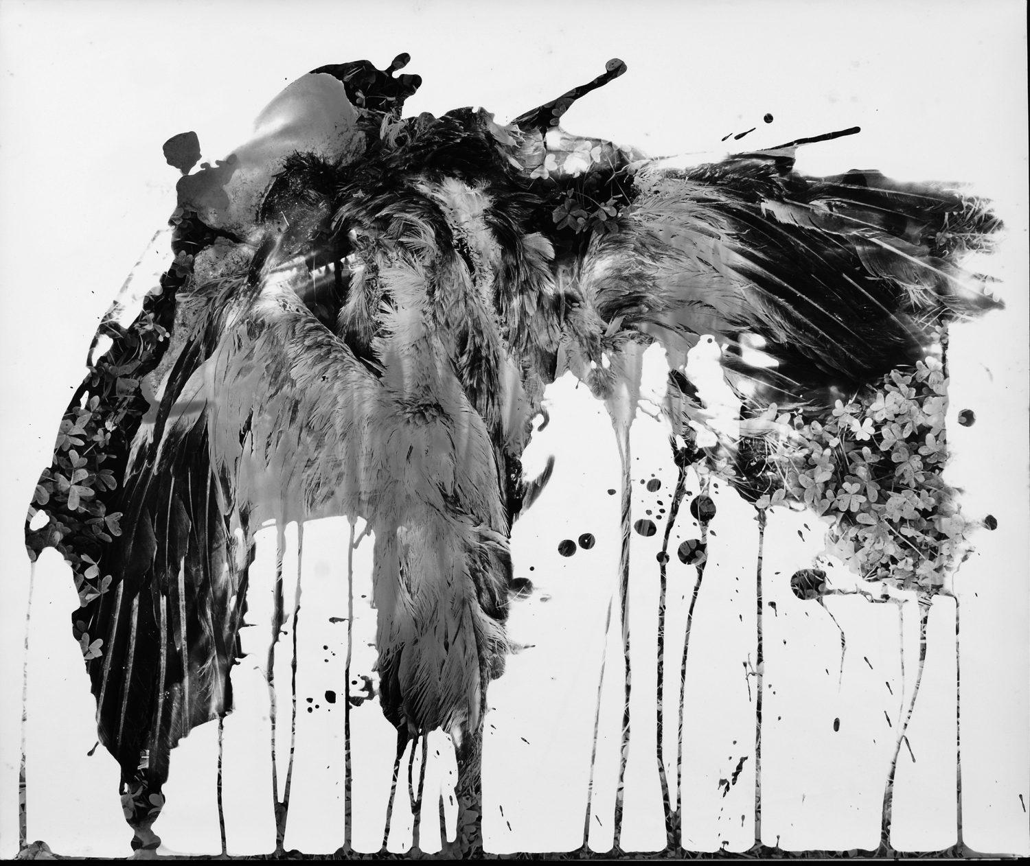 Dead grey heron, 1990 - Altered silver gelatin print.